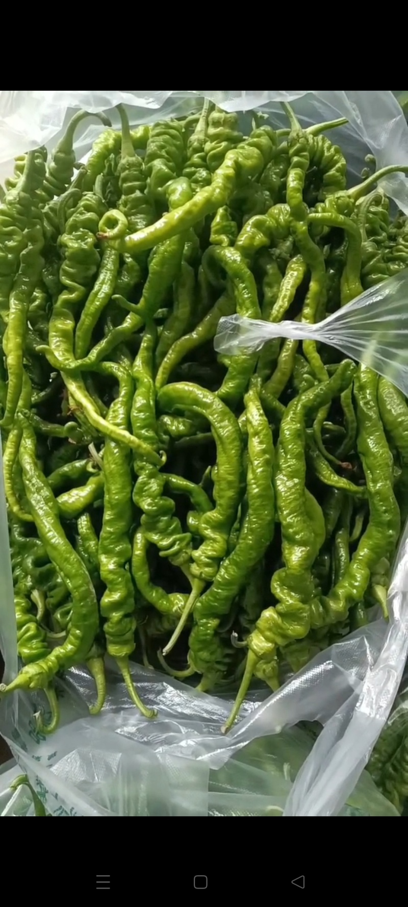 鲜辣椒