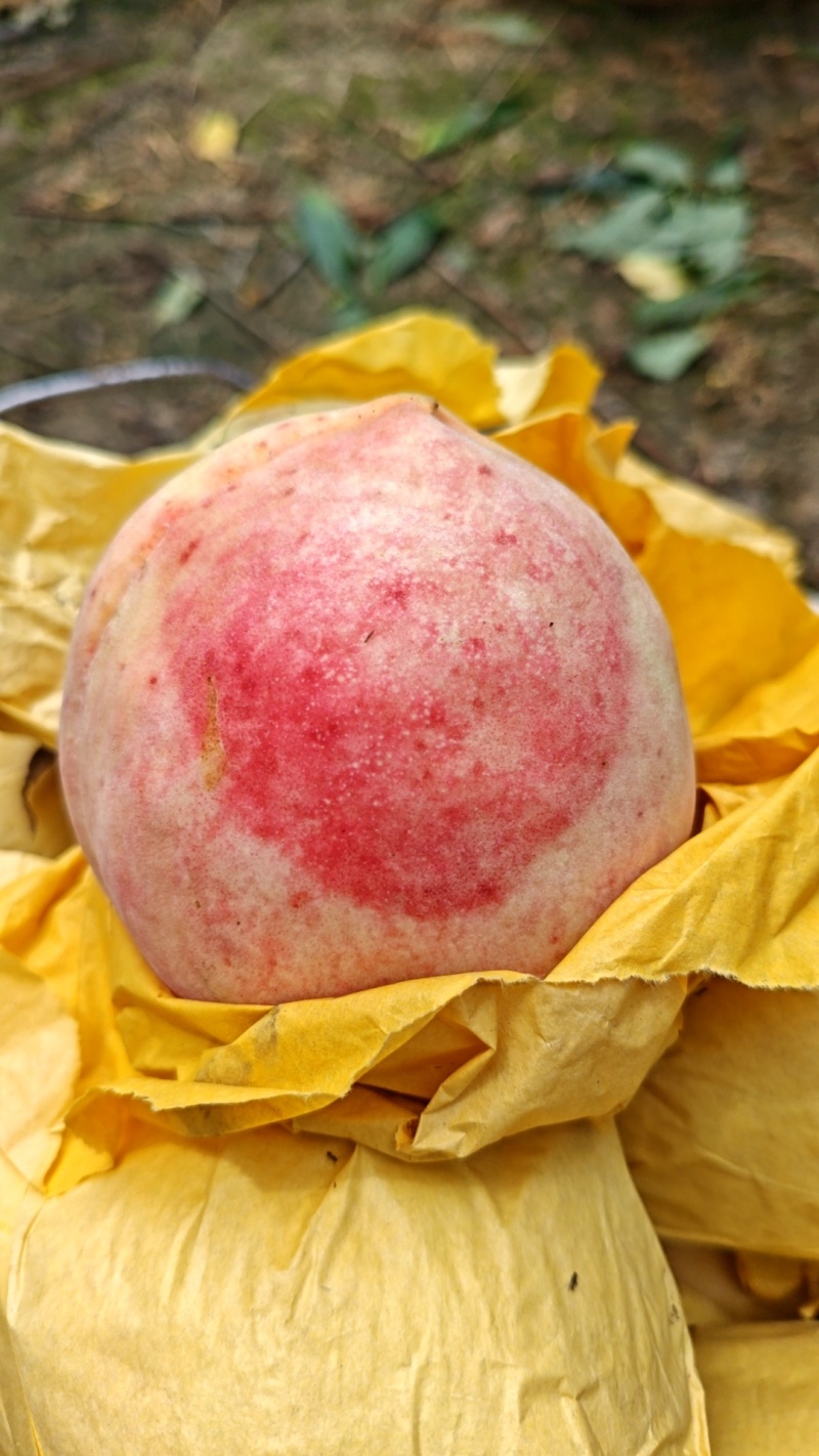 凤联高山水蜜桃