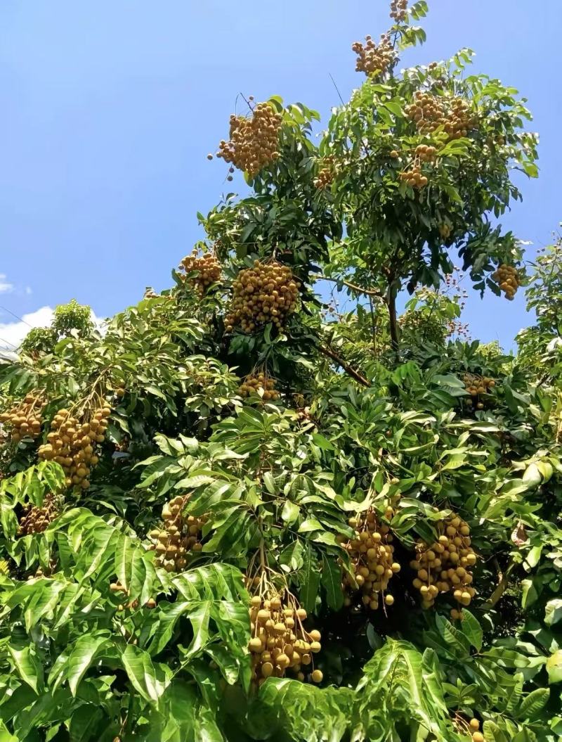古山二号龙眼大量上市