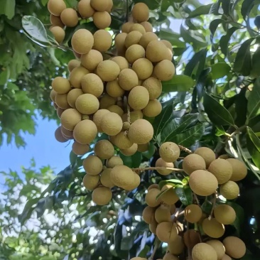 古山二号龙眼大量上市