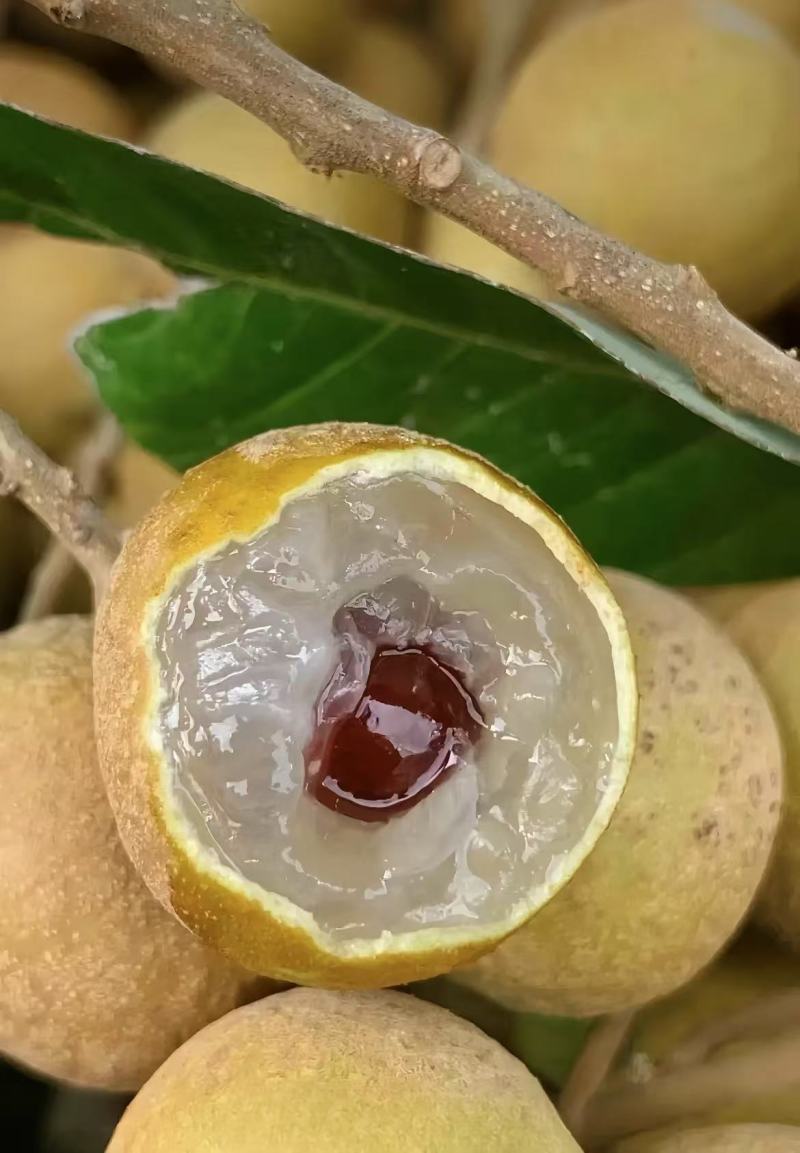 古山二号龙眼大量上市