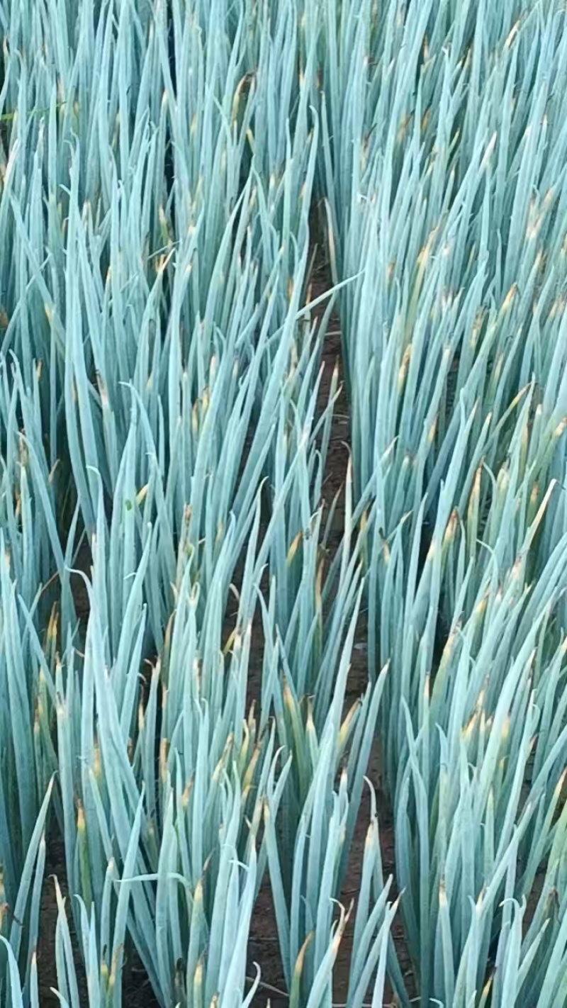 葱苗