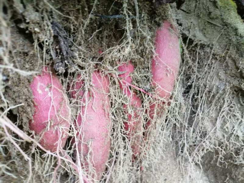 海南海沙地富硒小香薯
