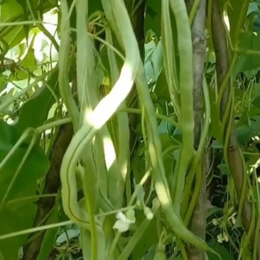 无丝豆角