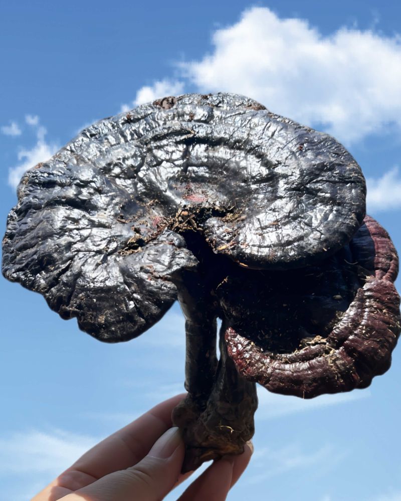 广西十万大山野生紫灵芝干品整株