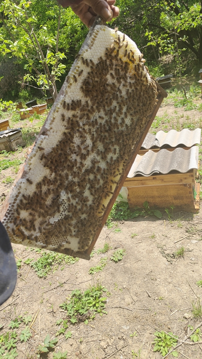 土蜂蜜