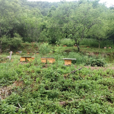 土蜂蜜
