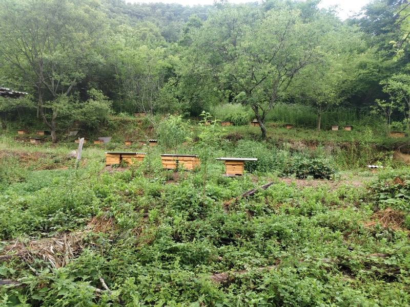 土蜂蜜