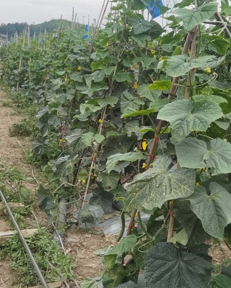油亮密刺黄瓜！基地直发！代收代购