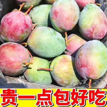 攀枝花凯特大芒果批发现摘青皮芒新鲜一件代发