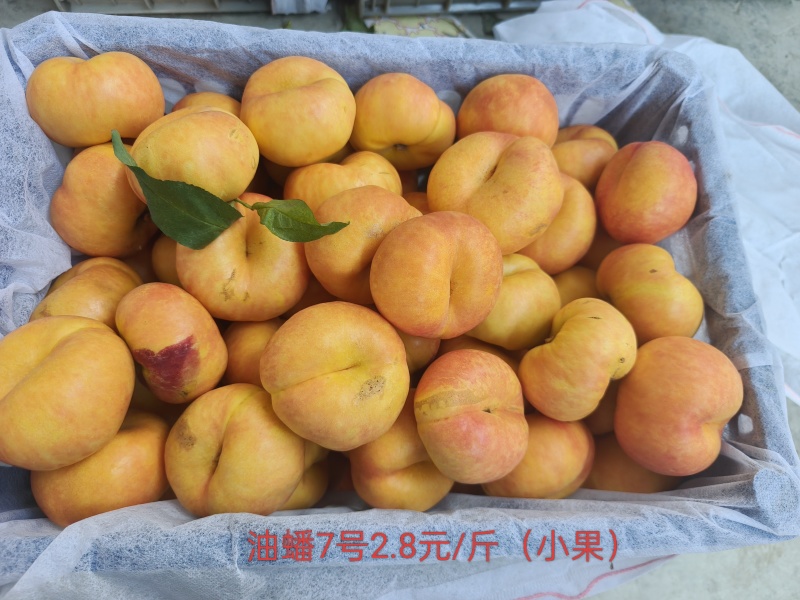 脆桃、蟠桃、珍珠早油桃、