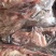 二级鸽子5-6两