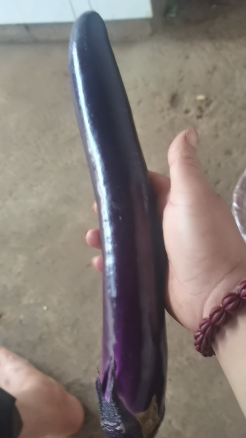 云南茄子🍆🍆🍆🍆🍆🍆🍆🍆🍆🍆🍆