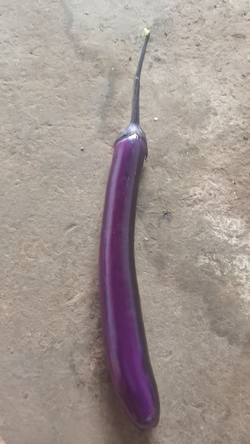 云南茄子🍆🍆🍆🍆🍆🍆🍆🍆🍆🍆🍆