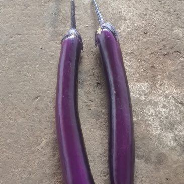 云南茄子🍆🍆🍆🍆🍆🍆🍆🍆🍆🍆🍆