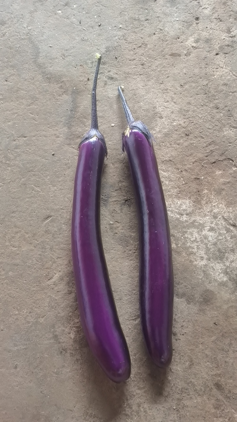 云南茄子🍆🍆🍆🍆🍆🍆🍆🍆🍆🍆🍆
