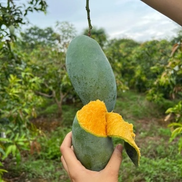 广西百色热带芒果🥭