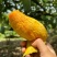 广西百色热带芒果🥭