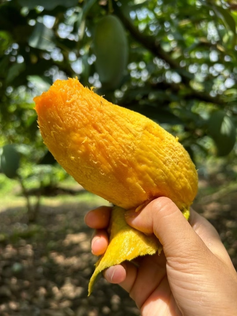广西百色热带芒果🥭