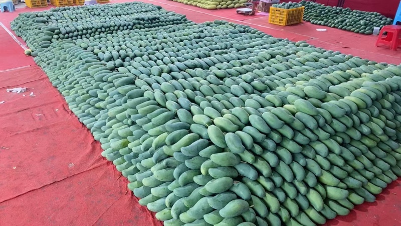 广西百色热带芒果🥭