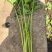 精品芹菜40一件，一件代发