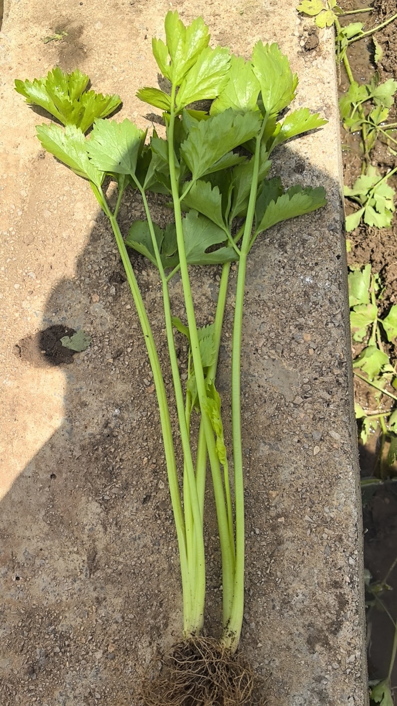 精品芹菜40一件，一件代发