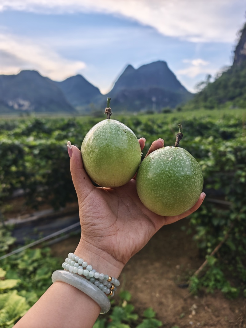 黄金百香果