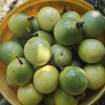 黄金百香果