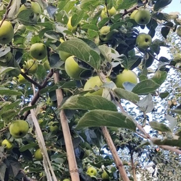 昭通青香蕉苹果