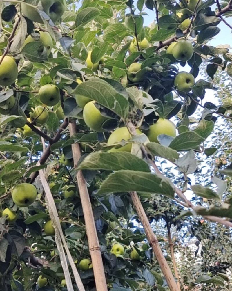 昭通青香蕉苹果