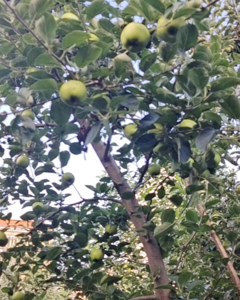 昭通青香蕉苹果