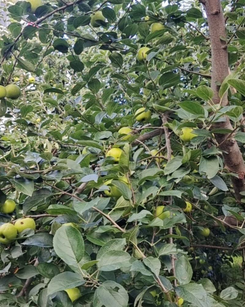 昭通青香蕉苹果