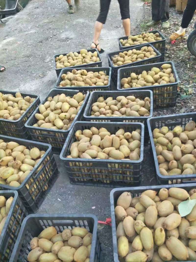 统货60克起步，米良一号，贵长，需要的提前预定