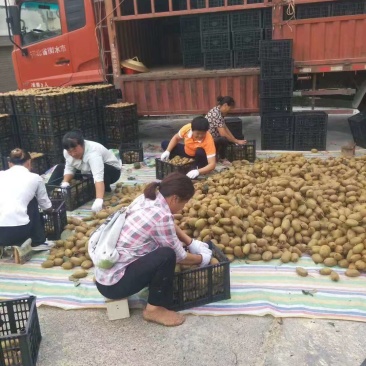 统货60克起步，米良一号，贵长，需要的提前预定