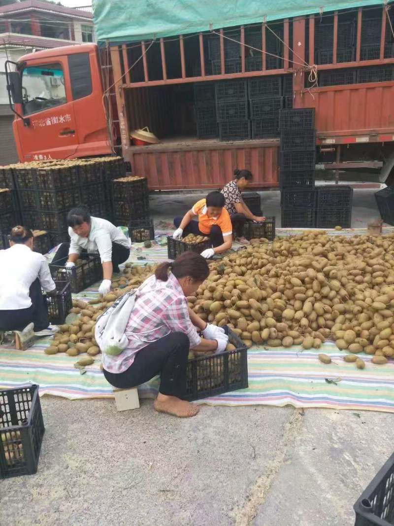 统货60克起步，米良一号，贵长，需要的提前预定