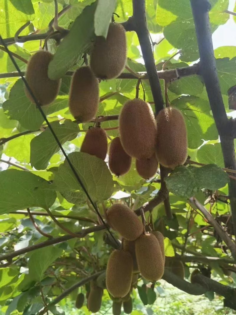 统货60克起步，米良一号，贵长，需要的提前预定