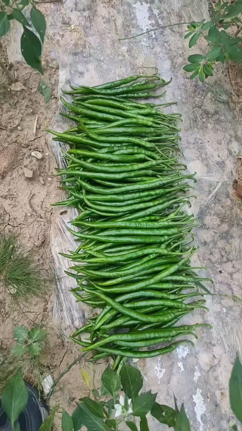 辣椒二荆条3号，8号，辣椒大量销售！