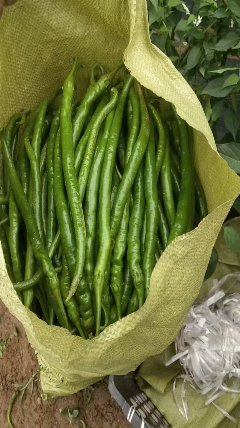 辣椒二荆条3号，8号，辣椒大量销售！