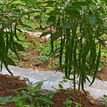 辣椒二荆条3号，8号，辣椒大量销售！