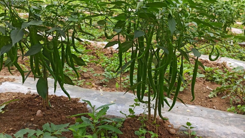 辣椒二荆条3号，8号，辣椒大量销售！