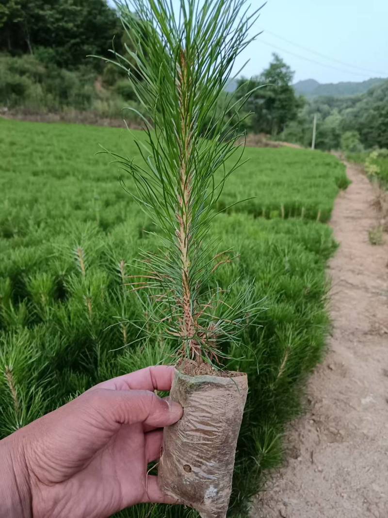 甘肃省陇南市徽县油松营养袋苗！