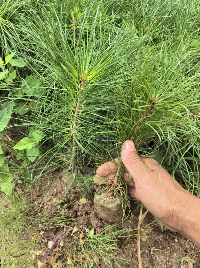 甘肃省陇南市徽县油松营养袋苗！