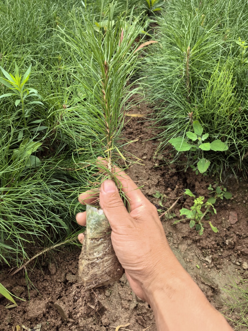 甘肃省陇南市徽县油松营养袋苗！