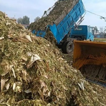 黄储草今年新草110上车质量有保证