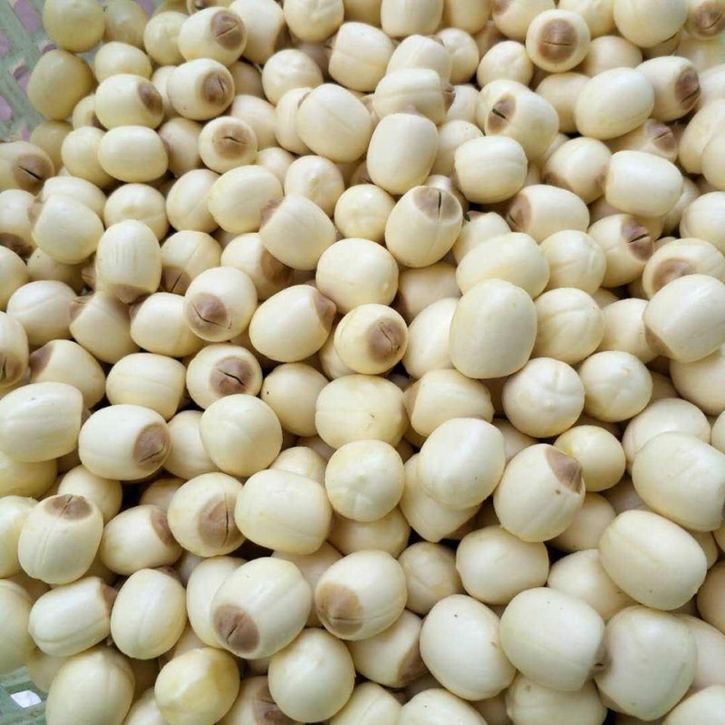 新鲜采摘，现剥现发的白肉鲜莲子