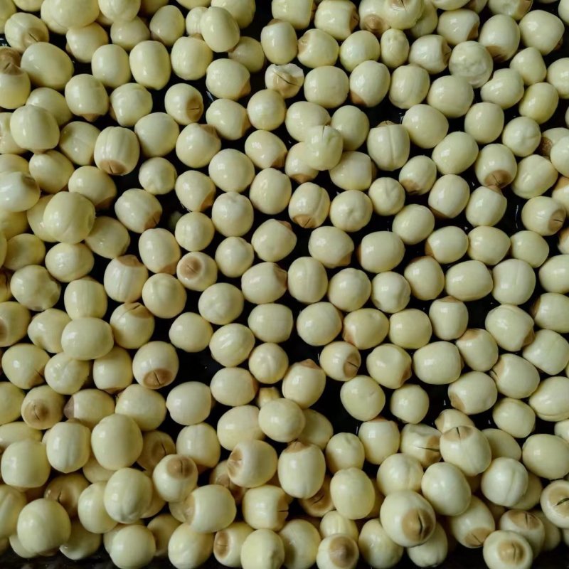 新鲜采摘，现剥现发的白肉鲜莲子