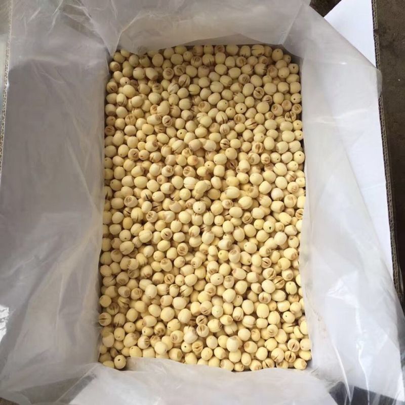 新鲜采摘，现剥现发的白肉鲜莲子
