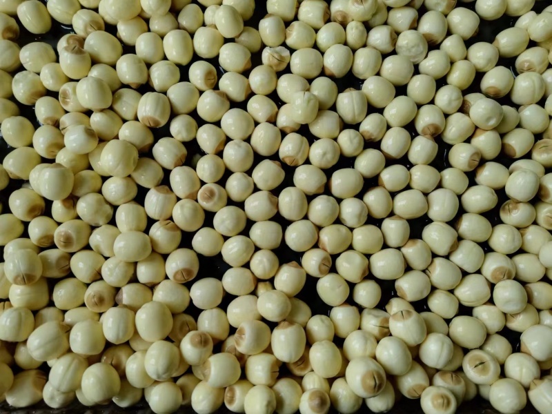 新鲜采摘，现剥现发的白肉鲜莲子