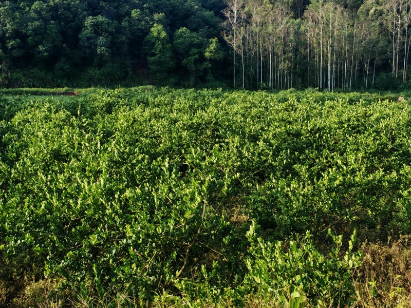 广东香水柠檬