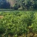 广东香水柠檬